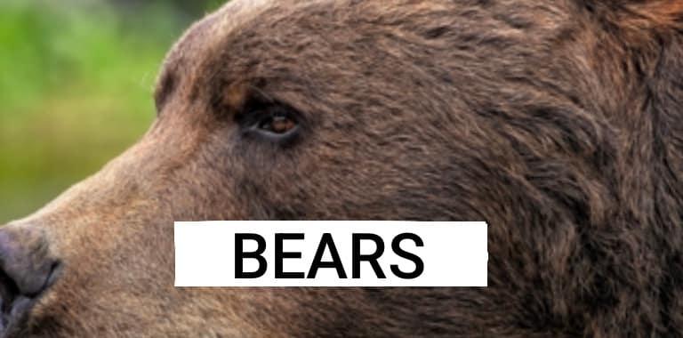 Amigurumi crochet pattern for a bear