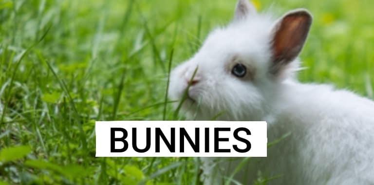 Amigurumi crochet pattern for a bunny